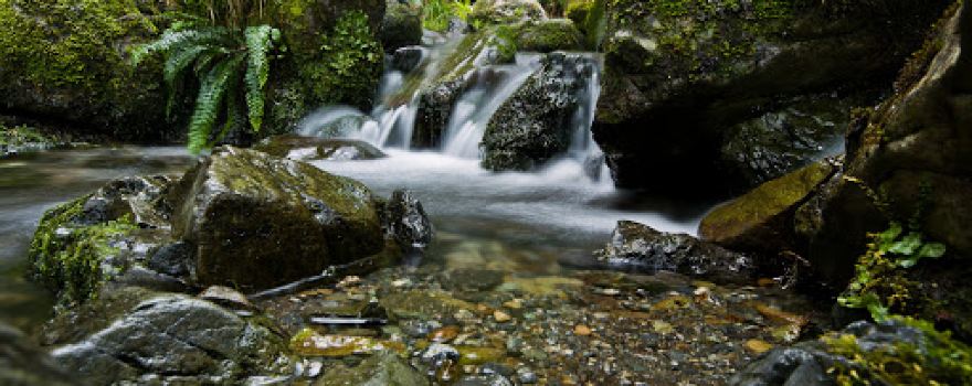 Mount Thomas Forest Conservation Area
