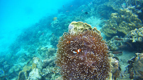 Muslimah(Pulau Tanjung Putus)