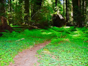 Founders Grove Nature Loop Trail