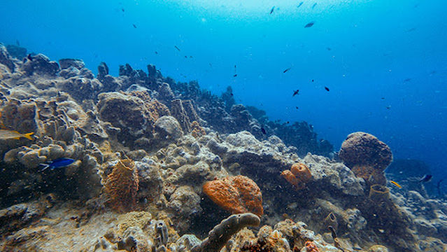 Diving center of islets