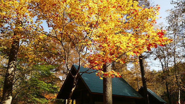 Hidashokawa Isshikinomori Camping Ground