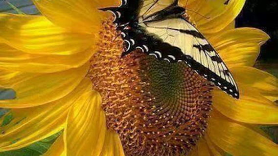 Fuente De Flores Parque Botánico