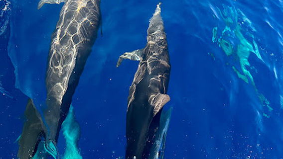 Salt Hunt Fishing Charters