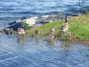 Finkle's Shore Park