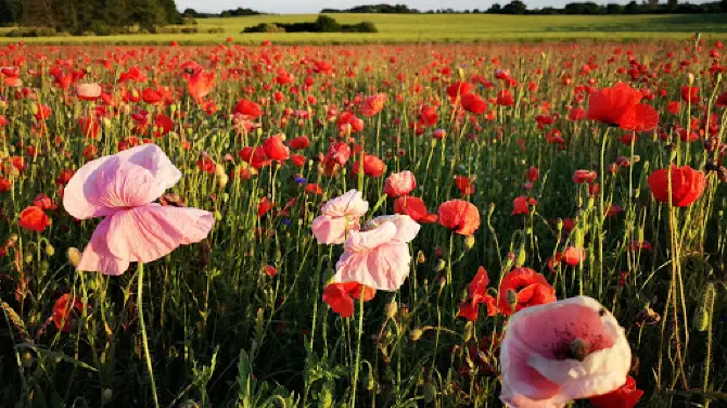 Mohnblumenfeld