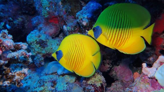 Marsa Adventure Divers