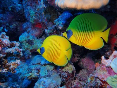 Marsa Adventure Divers