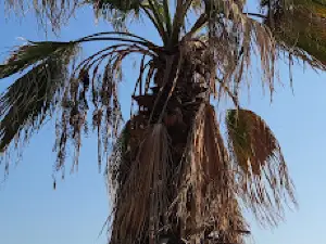 Soli Sahili