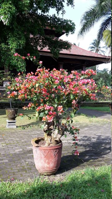 Mandhara Giri Semeru Agung Temple Lumajang