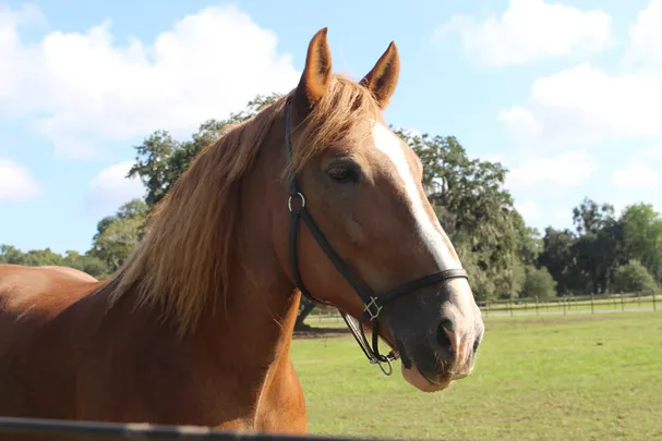 5_Old South Carriage Company