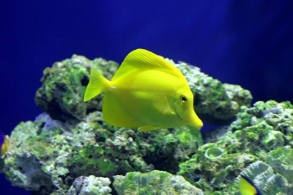Cameron Park Zoo