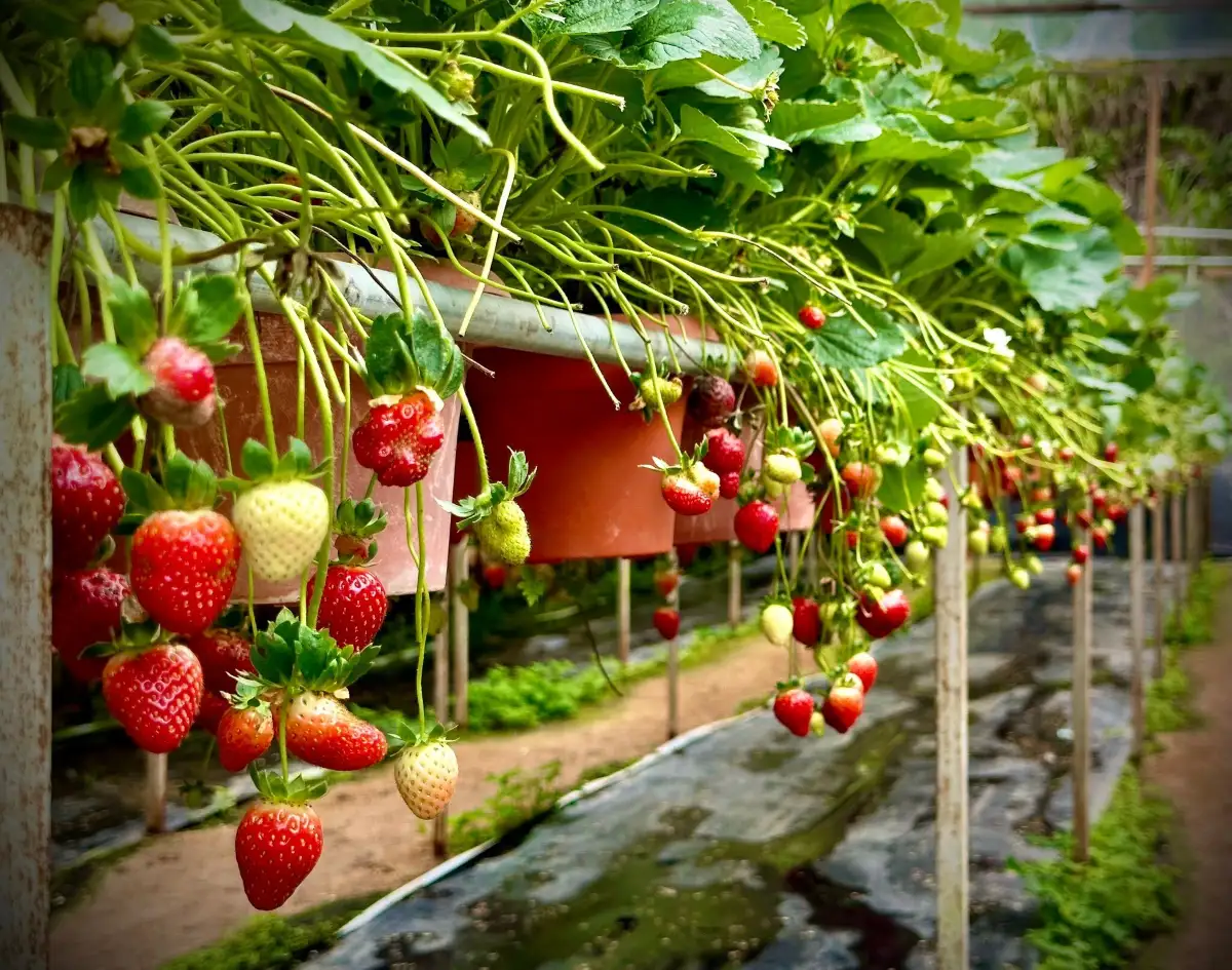 Big Red Strawberry Farm