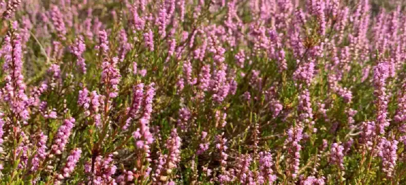 โรงแรมในSchneverdingen