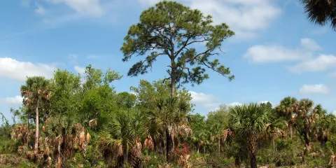 Enchanted Forest Sanctuary