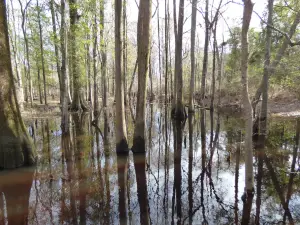 Colleton State Park