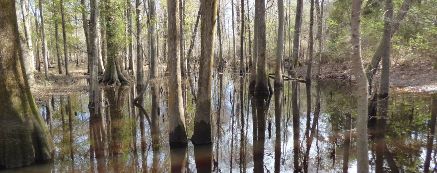 Colleton State Park