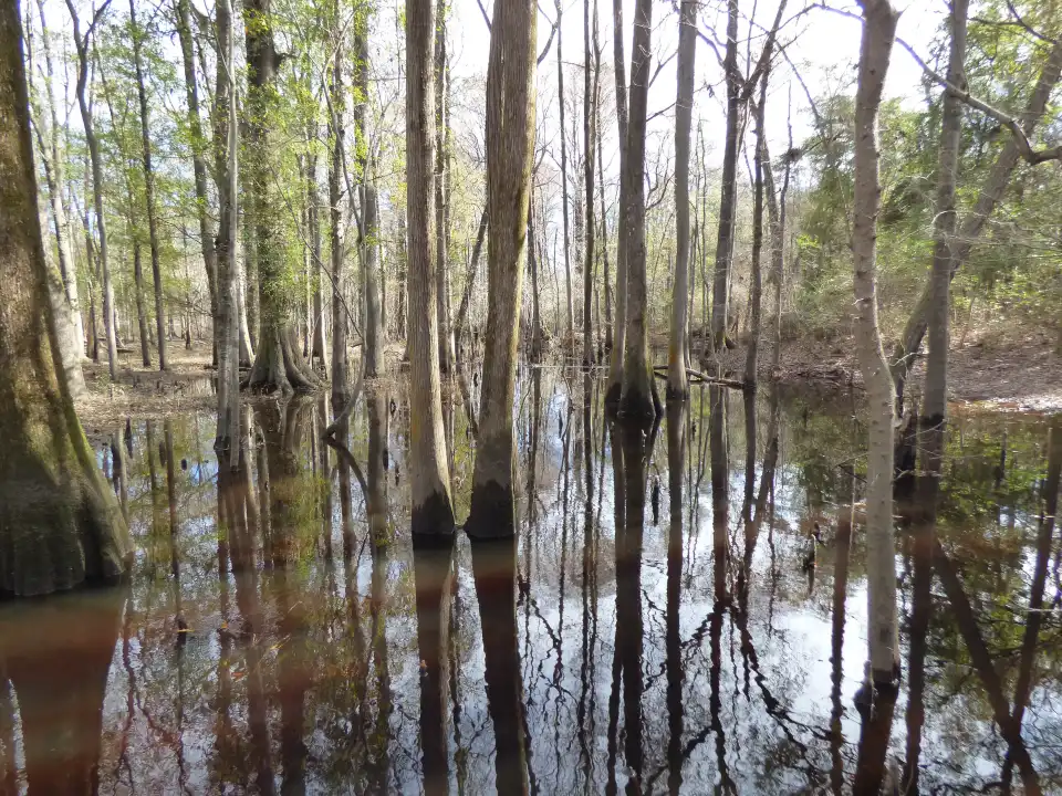 1_Colleton State Park