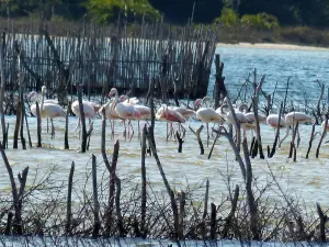 Kosi Bay Nature Reserve