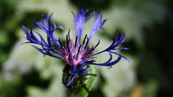 Explorers Garden