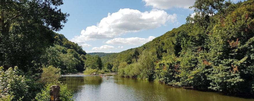 The Forest of Dean