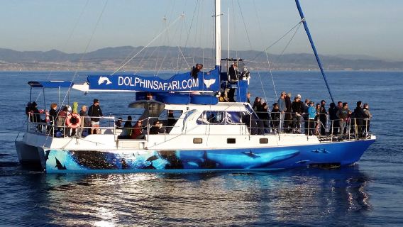 Capt. Dave's Dana Point Dolphin & Whale Watching Safari