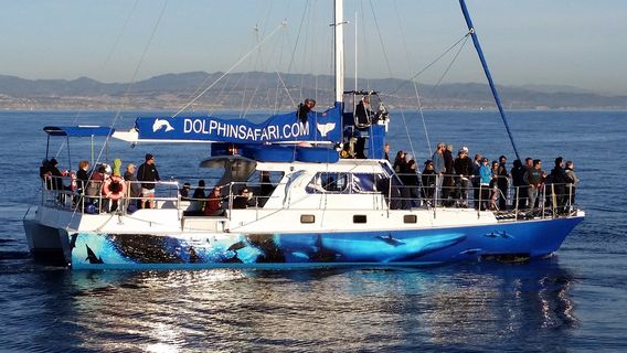 Capt. Dave's Dana Point Dolphin & Whale Watching Safari