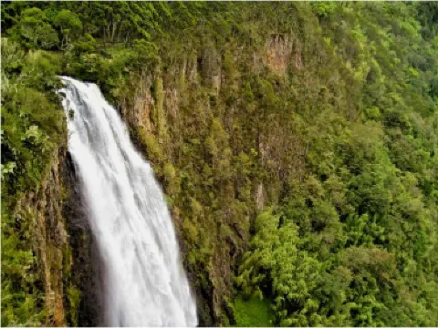 Kakamega forest