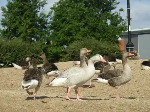 Cleethorpes Boating Lake