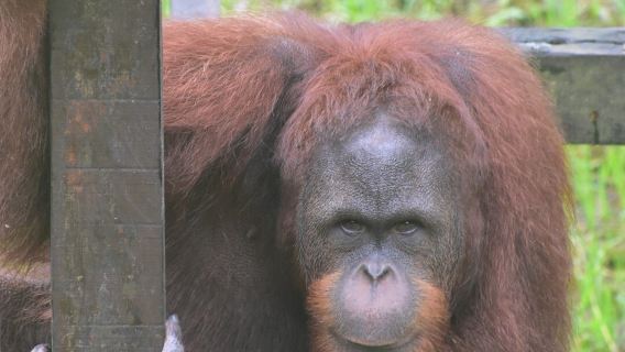 Matang Wildlife Centre