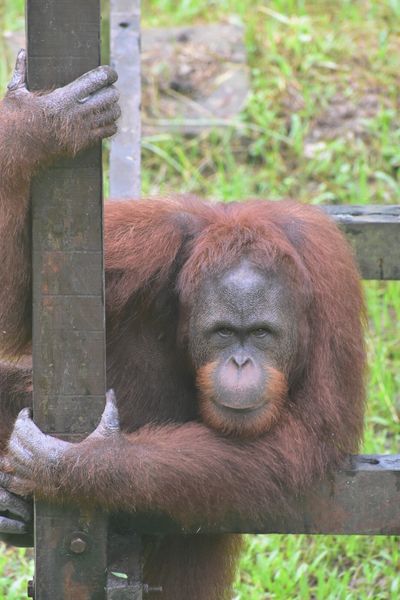 Matang Wildlife Centre