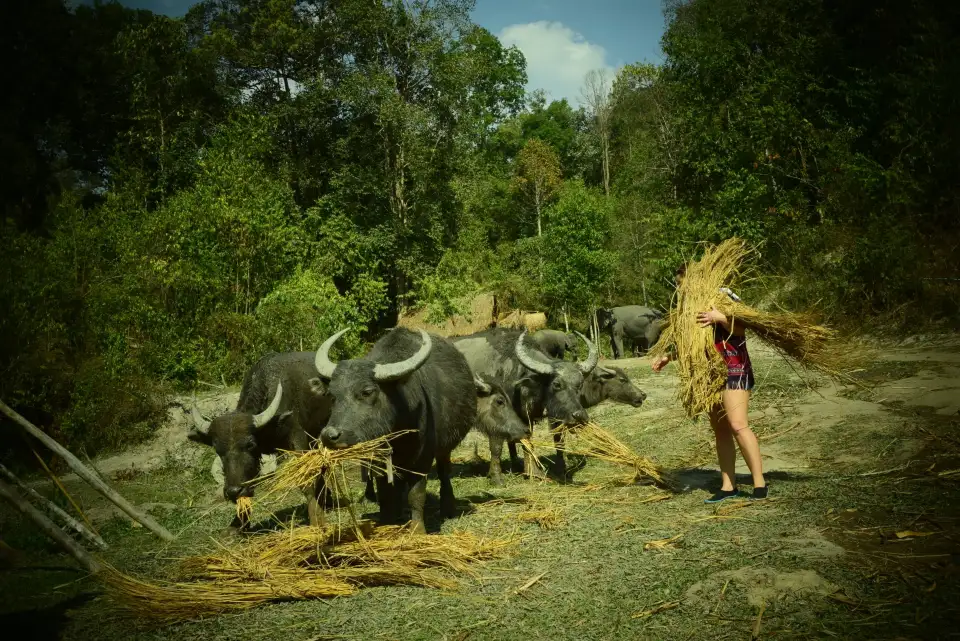 1_Elephants At Home