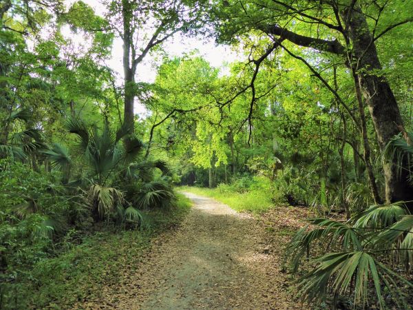 Spring Hammock Preserve