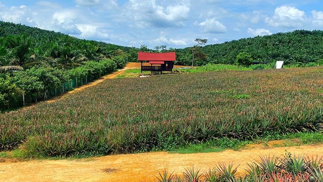 Sky Ladder Pineapple Farm, Port Dickson