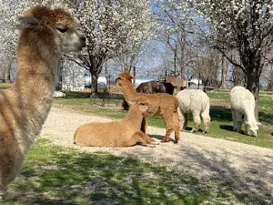 Green Meadows Alpaca Ranch