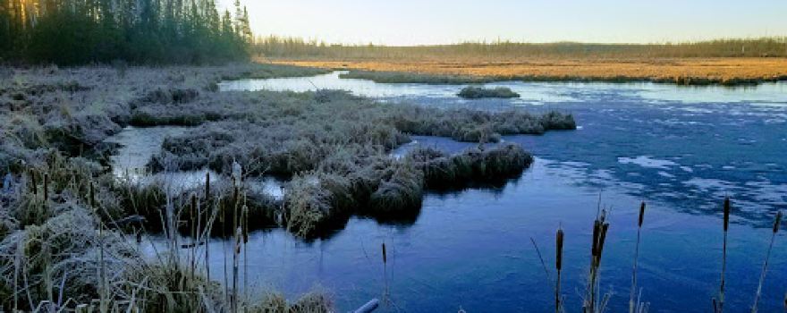 Solana State Forest
