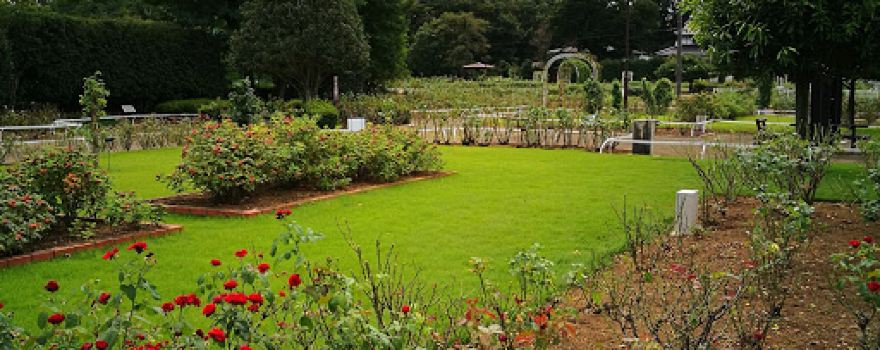 Rose garden