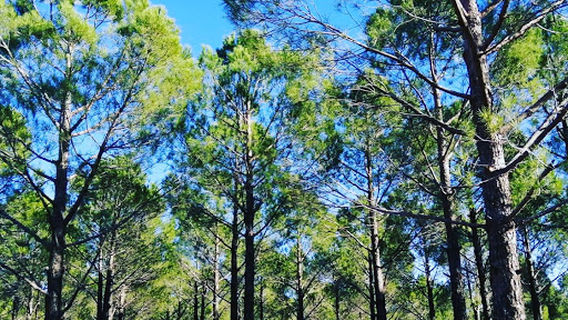 Kapıçam Tabiat Parkı