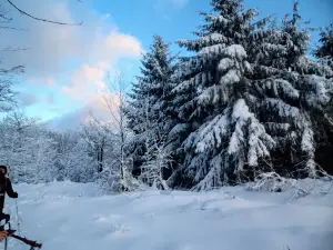 Chránená krajinná oblasť Východné Karpaty