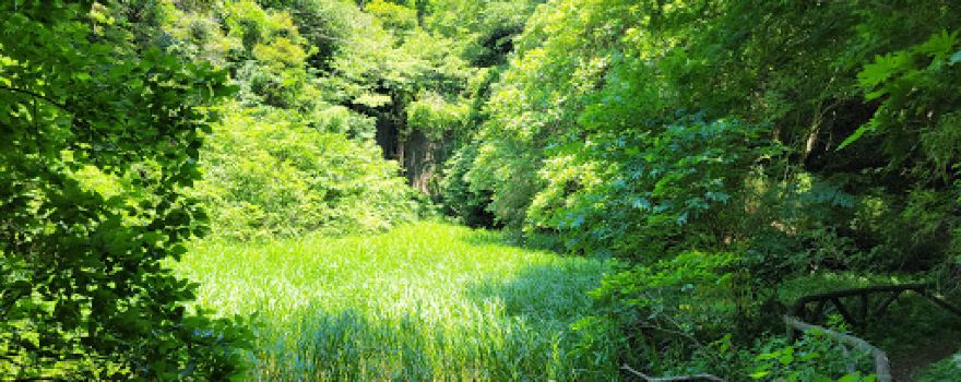 Hisagi Pond Park