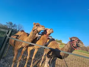MiniZoo.pl - Egzotarium, Alpakarnia, Sala urodzinowa