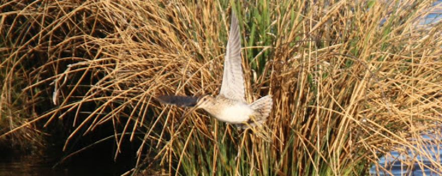 Wasservogelreservat Schöppenstedter Teiche