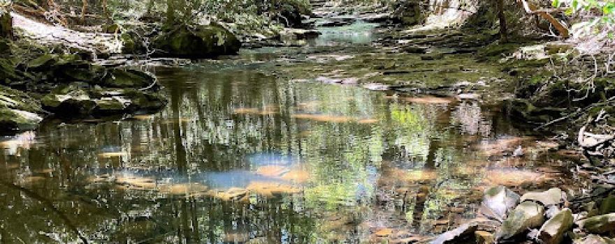 Fiery Gizzard North Trailhead at South Cumberland State Park