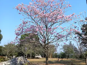 Paso Coyol