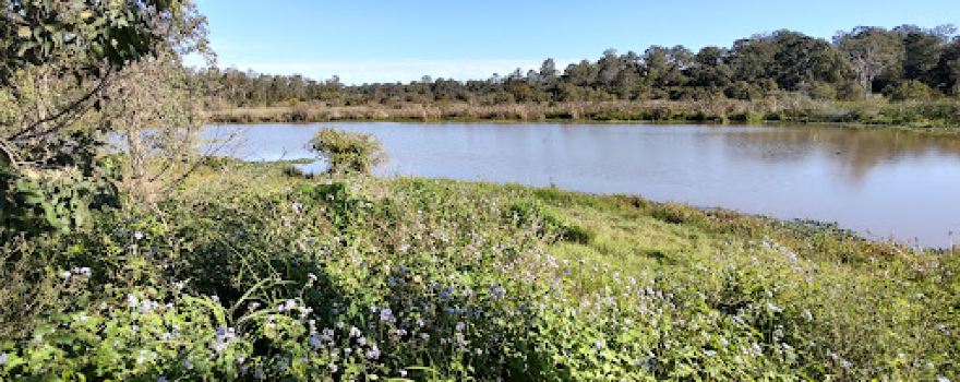 Lookout Archerfield Wetland