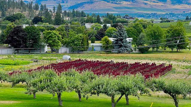 Apple Valley Orchard & RV Park