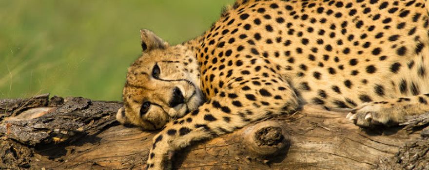 Sabie Game Reserve