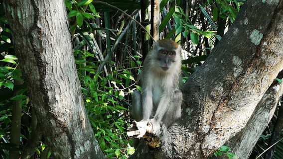 Tasek Gelugor