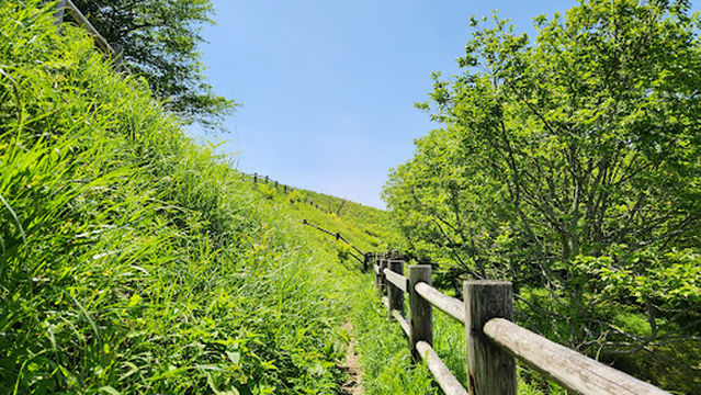 Aso City Lily of the Valley Wildflower Park