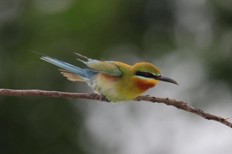 Qiaojia County Blue-tailed Bee-eater RV Campground