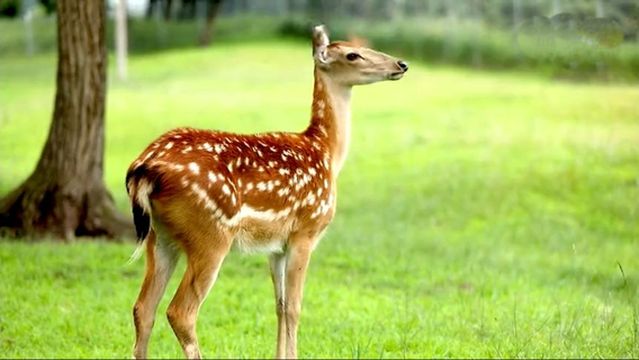 Saihanba Deer Forest Grassland Scenic Area
